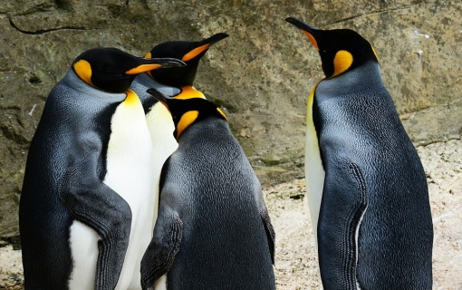 Ilhas Malvinas apostam nos pinguins-rei para promover o turismo da natureza